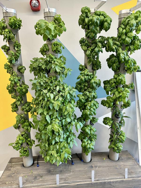 Four tall basil growing towers against a bright wall