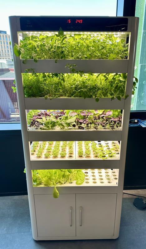 A growing cabinet full of herbs and salad leaves