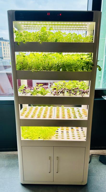 A growing cabinet full of salad leaves and herbs in a bright office overlooking a city