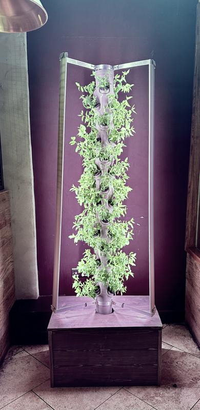 A tall vertical growing tower lit inside a bar