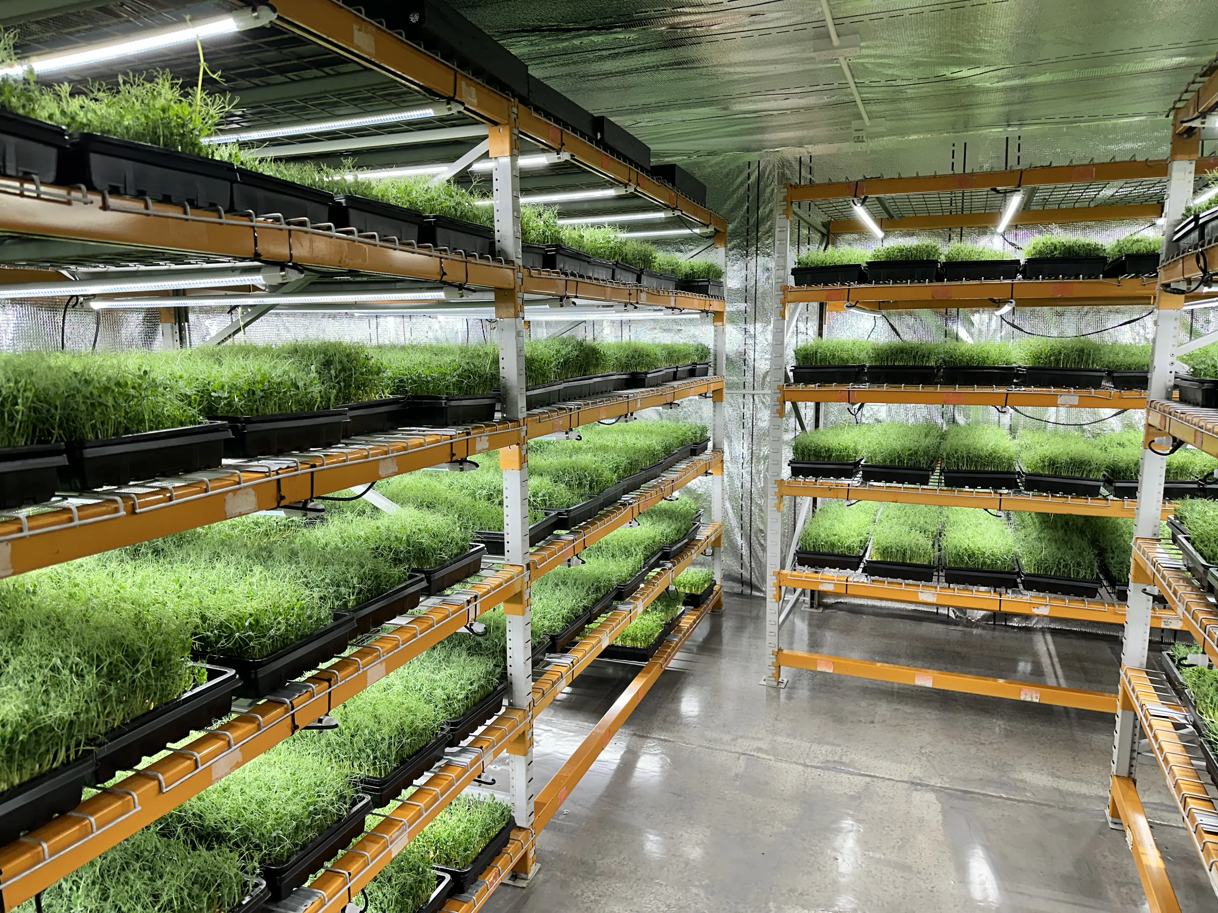 Growing Up. What is vertical farming?